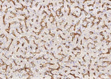 Anti-Human PROCR Antibody [B185]