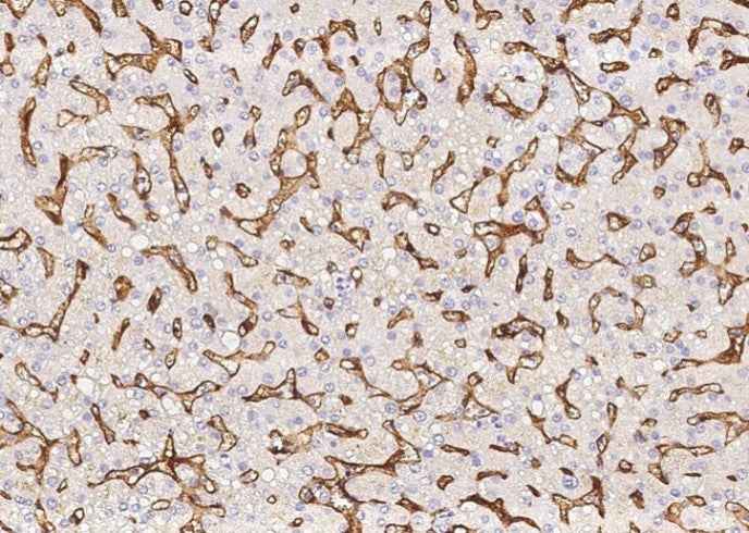 Anti-Human PROCR Antibody [B185] - ABMIUM