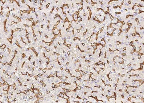 Anti-Human PROCR Antibody [B185] - ABMIUM