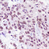 Anti-Human FBXW7 Antibody [A220]
