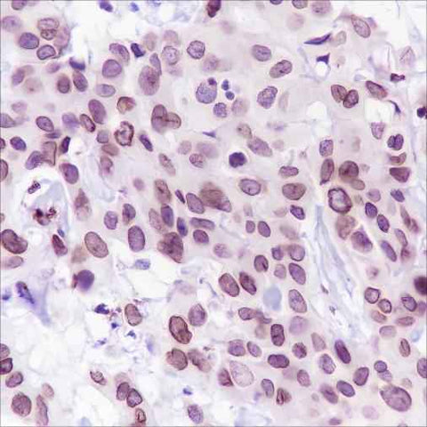 Anti-Human FBXW7 Antibody [A220] - ABMIUM