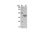 SDS-PAGE analysis of Human HIF-1α proteins, 2 μg/lane of Recombinant Human HIF-1α proteins was resolved with SDS-PAGE under reducing conditions, showing bands at 35 kDa.