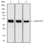 Anti-Human/Rat/Mouse COUP-TFII Antibody [A696]