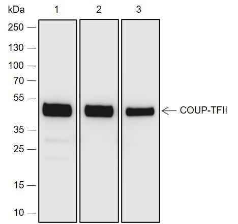 Anti-Human/Rat/Mouse COUP-TFII Antibody [A696] - ABMIUM