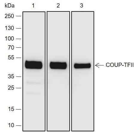 Anti-Human/Rat/Mouse COUP-TFII Antibody [A696]