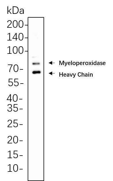 Anti-Human/Mouse/Rat Myeloperoxidase Antibody [B565] - ABMIUM