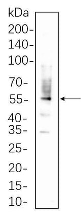Anti-Human/Mouse/Rat PDI Antibody [B767]