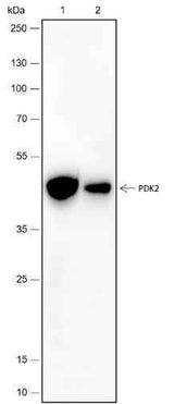 Anti-Human/Rat/Mouse PDK2 Antibody [A433]