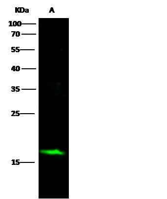 Anti-Human SNCA Antibody [5D12] - ABMIUM