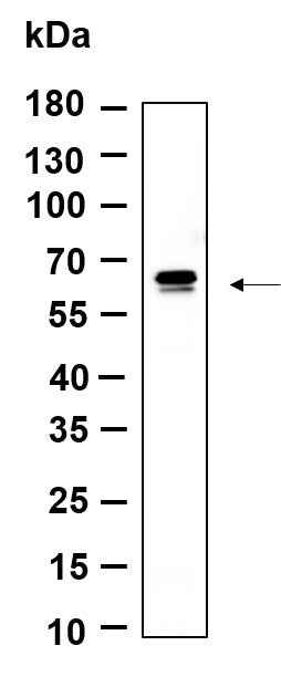Anti-Human/Mouse/Rat PDE1B Antibody [B989] - ABMIUM