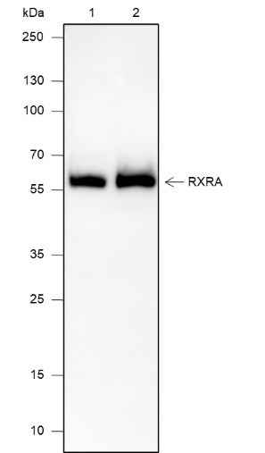 Anti-Human RXRA Antibody [A659] - ABMIUM
