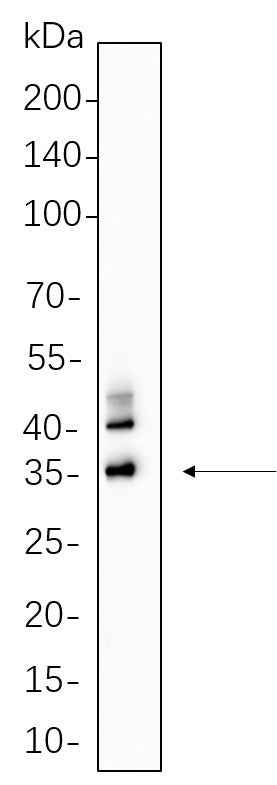 Anti-Human/Mouse/Rat C/EBP α Antibody [B610] - ABMIUM