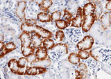 Anti-Mouse SLC3A2 Antibody [B492]