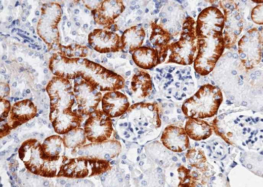 Anti-Mouse SLC3A2 Antibody [B492] - ABMIUM