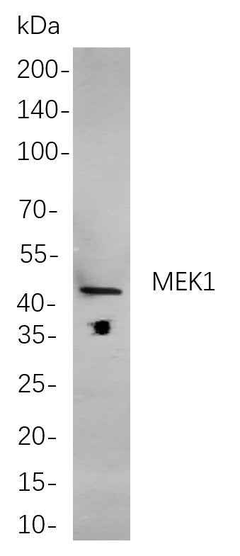 Anti-Human/Mouse/Rat MEK1 Antibody [B882] - ABMIUM