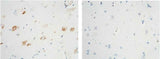 Anti-Human NTRK1 Antibody [B136]
