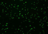 Anti-Mouse SDC4 Antibody [B481]