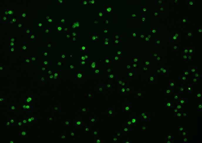 Anti-Mouse SDC4 Antibody [B481]