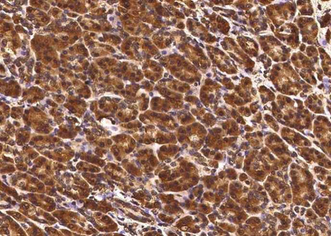 Anti-Human TCERG1L Antibody [A940] - ABMIUM