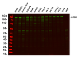 Anti-Human/Mouse/Rat mTOR Antibody [B1130]