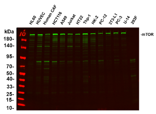 Anti-Human/Mouse/Rat mTOR Antibody [B1130] - ABMIUM