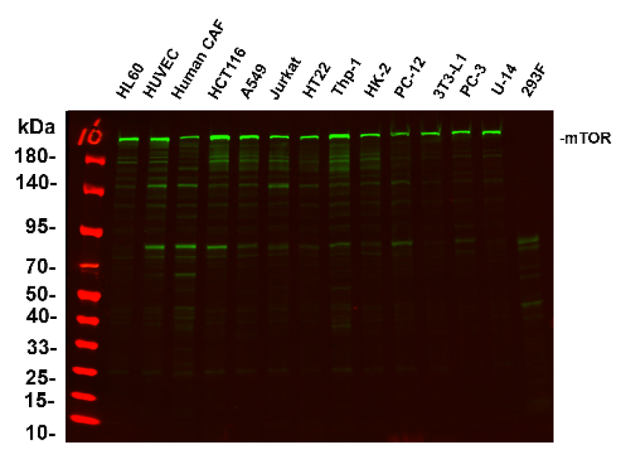 Anti-Human/Mouse/Rat mTOR Antibody [B1130]
