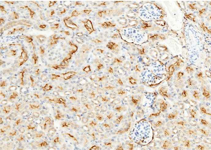 Anti-Mouse ANPEP Antibody [B381] - ABMIUM
