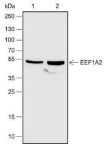 Anti-Human/Rat/Mouse eEF1A2 Antibody [A695]