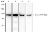 Anti-Human/Rat/Mouse Cleaved PARP1 p85 Antibody [A190]