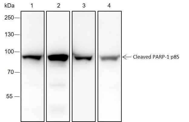 Anti-Human/Rat/Mouse Cleaved PARP1 p85 Antibody [A190]