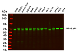 Anti-Human/Mouse/Rat NF-κB p65 Antibody [B1141]
