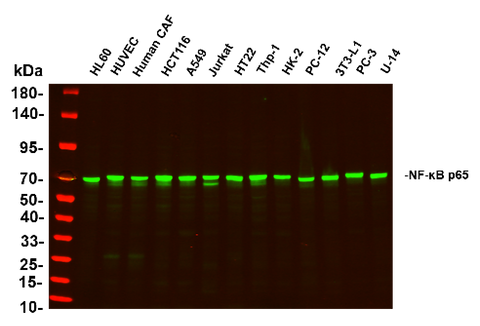 Anti-Human/Mouse/Rat NF-κB p65 Antibody [B1141] - ABMIUM