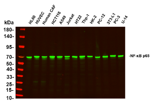 Anti-Human/Mouse/Rat NF-κB p65 Antibody [B1141] - ABMIUM