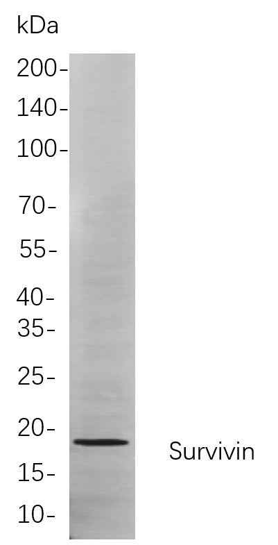 Anti-Human/Mouse/Rat Survivin Antibody [B751] - ABMIUM