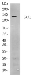 Anti-Human JAK3 Antibody [B886]