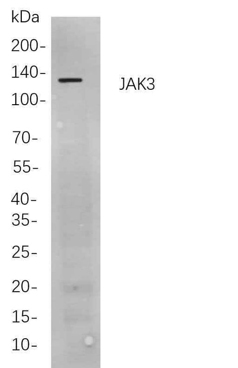 Anti-Human JAK3 Antibody [B886] - ABMIUM