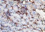 Anti-Mouse ICAM1 Antibody [B448]