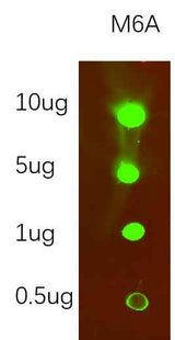 Anti-Species independent N6-methyladenosine Antibody [B883]