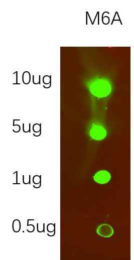 Anti-Species independent N6-methyladenosine Antibody [B883] - ABMIUM
