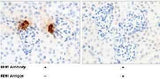 Anti-Mouse REN Antibody [B432]