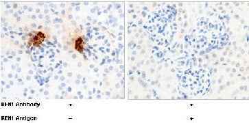 Anti-Mouse REN Antibody [B432]