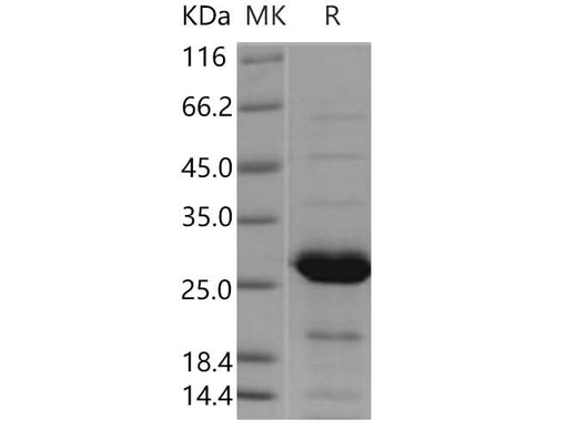 > 84 % as determined by reducing SDS-PAGE.