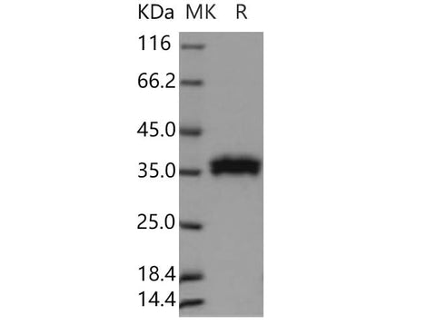 > 98 % as determined by reducing SDS-PAGE.