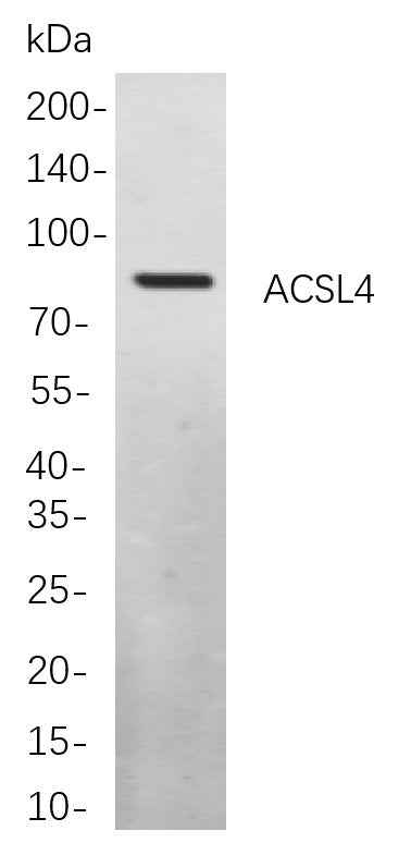 Anti-Human/Mouse/Rat ACSL4 Antibody [B877] - ABMIUM