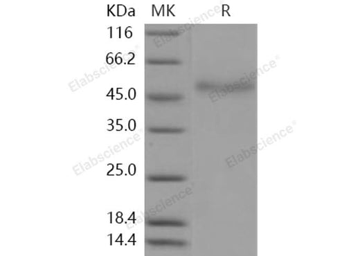 > 95 % as determined by reducing SDS-PAGE.