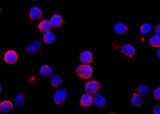 Anti-Mouse IFNAR1 Antibody [B452]