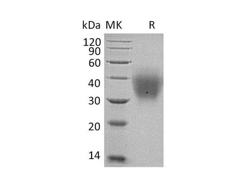 > 95 % as determined by reducing SDS-PAGE.
