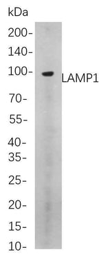 Anti-Human LAMP1 Antibody [B733]