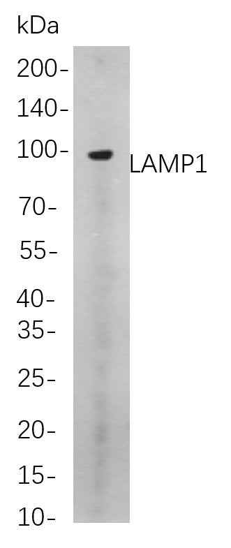Anti-Human LAMP1 Antibody [B733] - ABMIUM