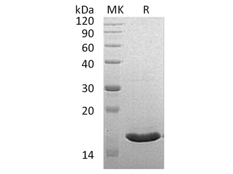 > 90 % as determined by reducing SDS-PAGE.